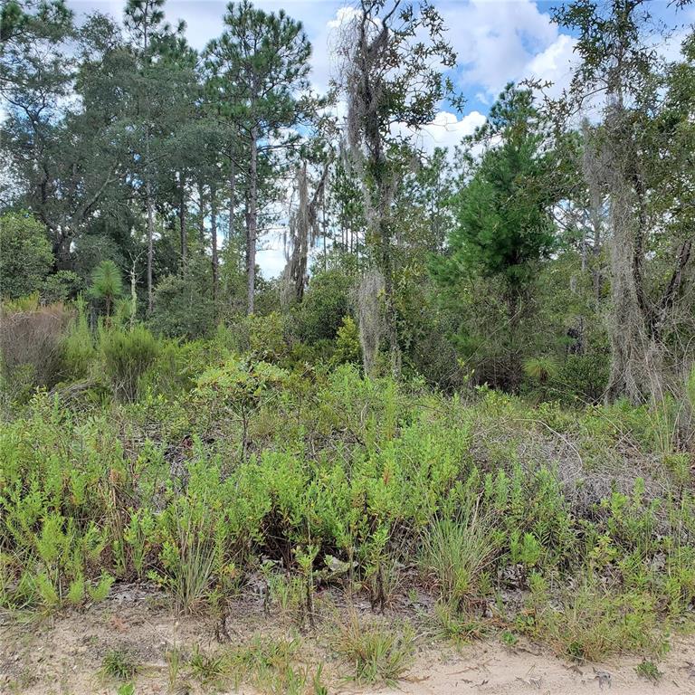 NE 66TH LANE, WILLISTON, FL — photo 3 of 3