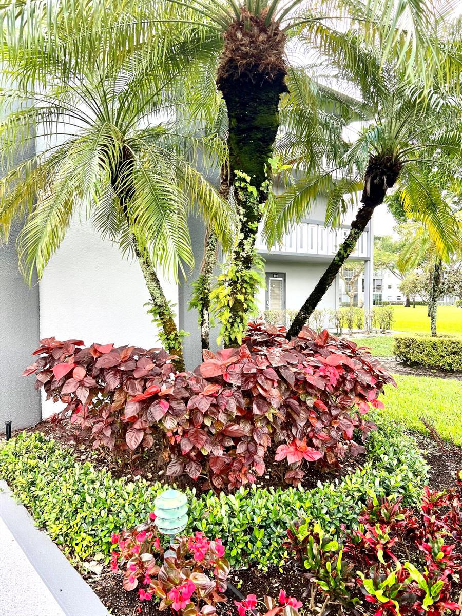 A cluster of palm trees and red-leafed shrubs sits in front of a building exterior — 209 Suffolk E, Boca Raton FL 33434, BOCA RATON, FL