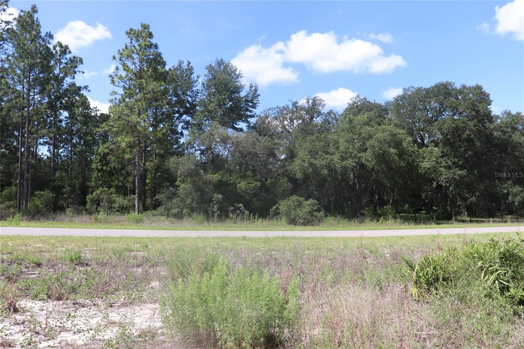 A vacant, grassy lot sits in front of a dense line of trees and a road — TBD SE 114TH PLACE, DUNNELLON, FL