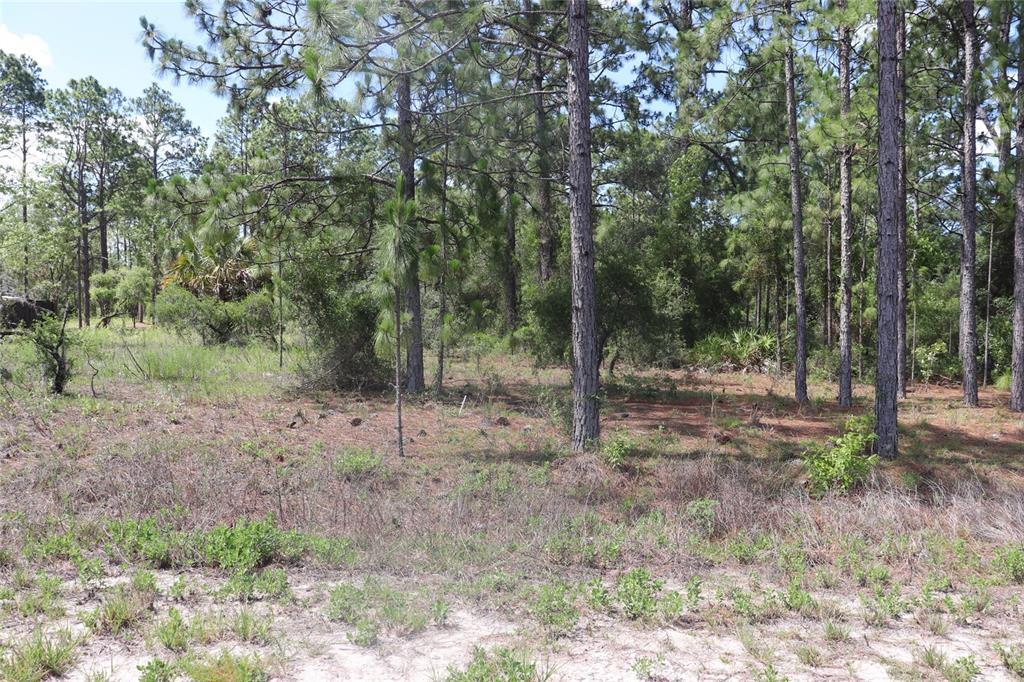 A wooded lot with pine trees and sandy ground under a clear blue sky — TBD SE 114TH PLACE, DUNNELLON, FL