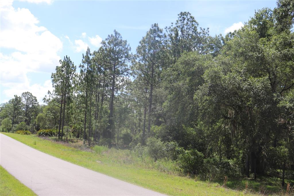 A paved road runs alongside a wooded area with tall pine trees and dense foliage — TBD SE 114TH PLACE, DUNNELLON, FL