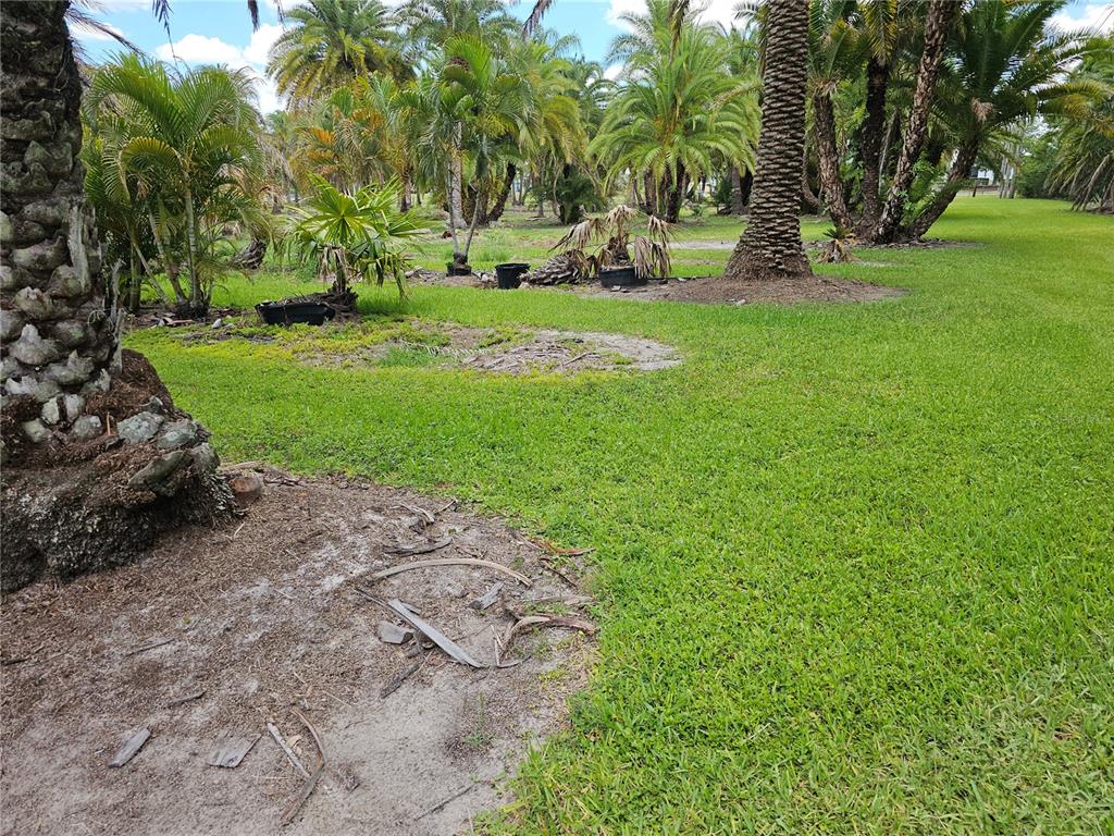 A grassy yard features several palm trees and potted plants under a blue sky — 1405 6TH STREET SE, RUSKIN, FL