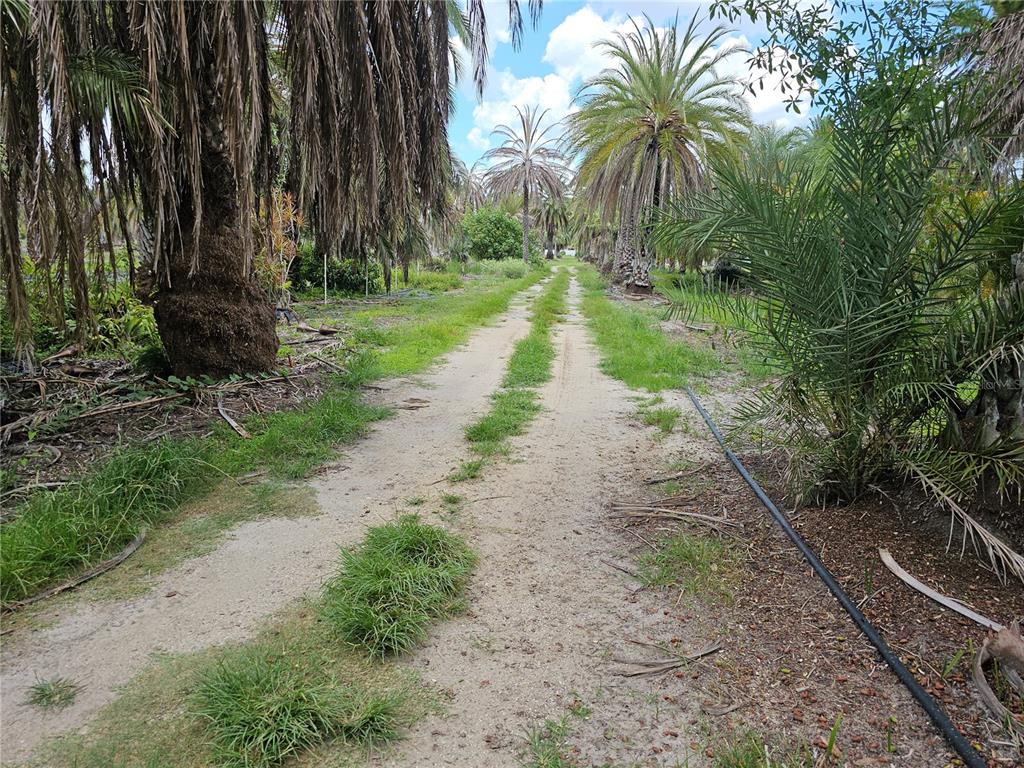 A dirt path runs through a grove of palm trees under a blue sky — 1405 6TH STREET SE, RUSKIN, FL