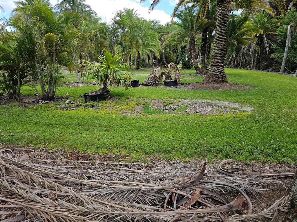 A grassy yard features several palm trees and scattered palm fronds on the ground — 1405 6TH STREET SE, RUSKIN, FL