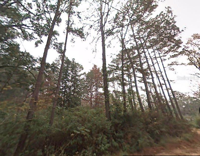 A view of tall pine trees and dense undergrowth on a wooded lot — PICHARD DRIVE, TALLAHASSEE, FL