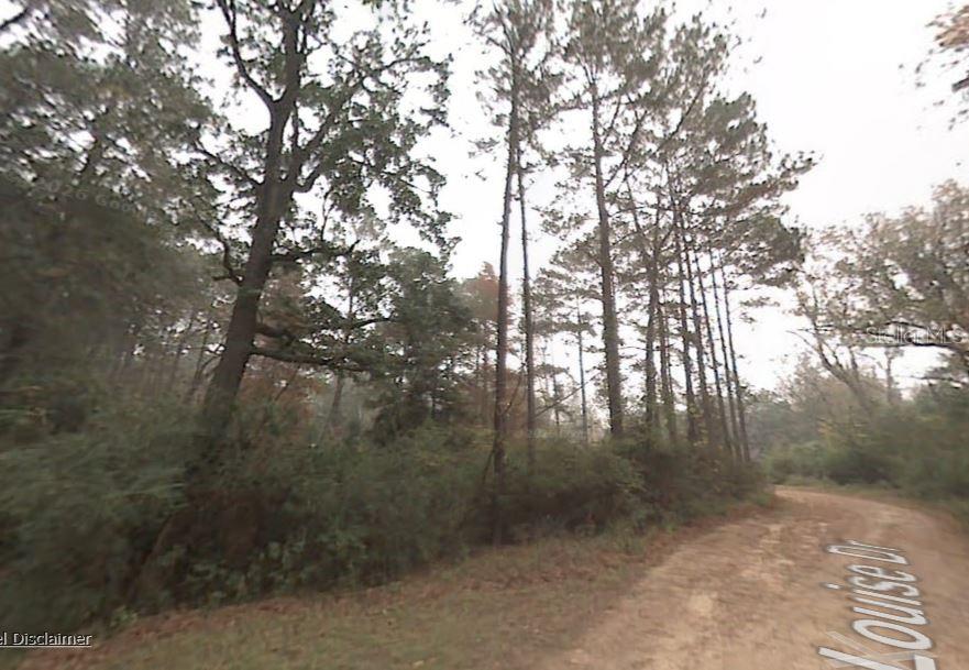 A dirt road winds past a wooded area with tall pine trees — PICHARD DRIVE, TALLAHASSEE, FL
