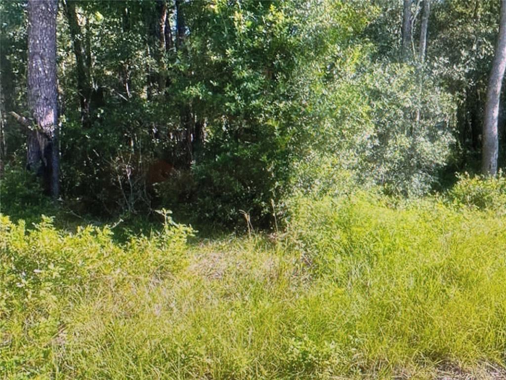 A view of a grassy, overgrown lot bordered by a dense forest of trees — TBD ST BENEDICT  DRIVE LOT 113 DRIVE, DUNNELLON, FL