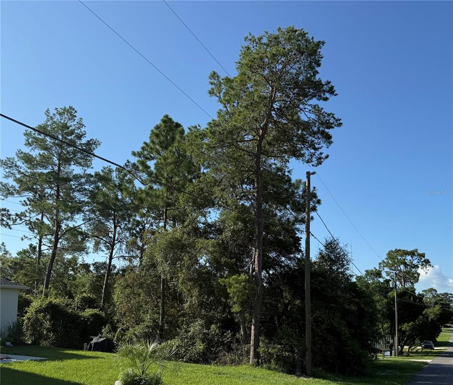 A grassy yard with several tall pine trees and utility lines under a clear sky — HICKORY AVENUE, ORANGE CITY, FL