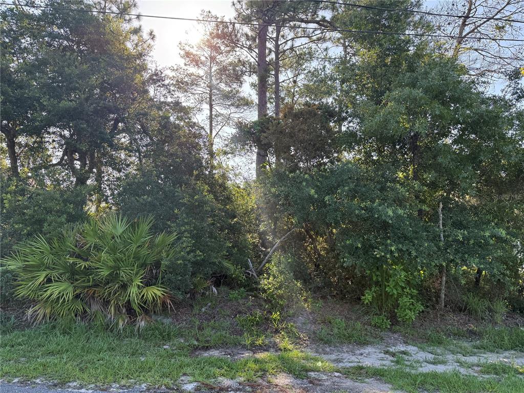 A wooded, undeveloped residential lot features dense trees, shrubs, and a small palmetto plant — HICKORY AVENUE, ORANGE CITY, FL