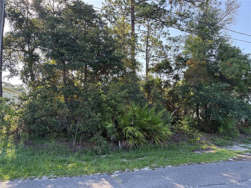 A vacant, wooded residential lot with dense vegetation and a small palm bush — HICKORY AVENUE, ORANGE CITY, FL