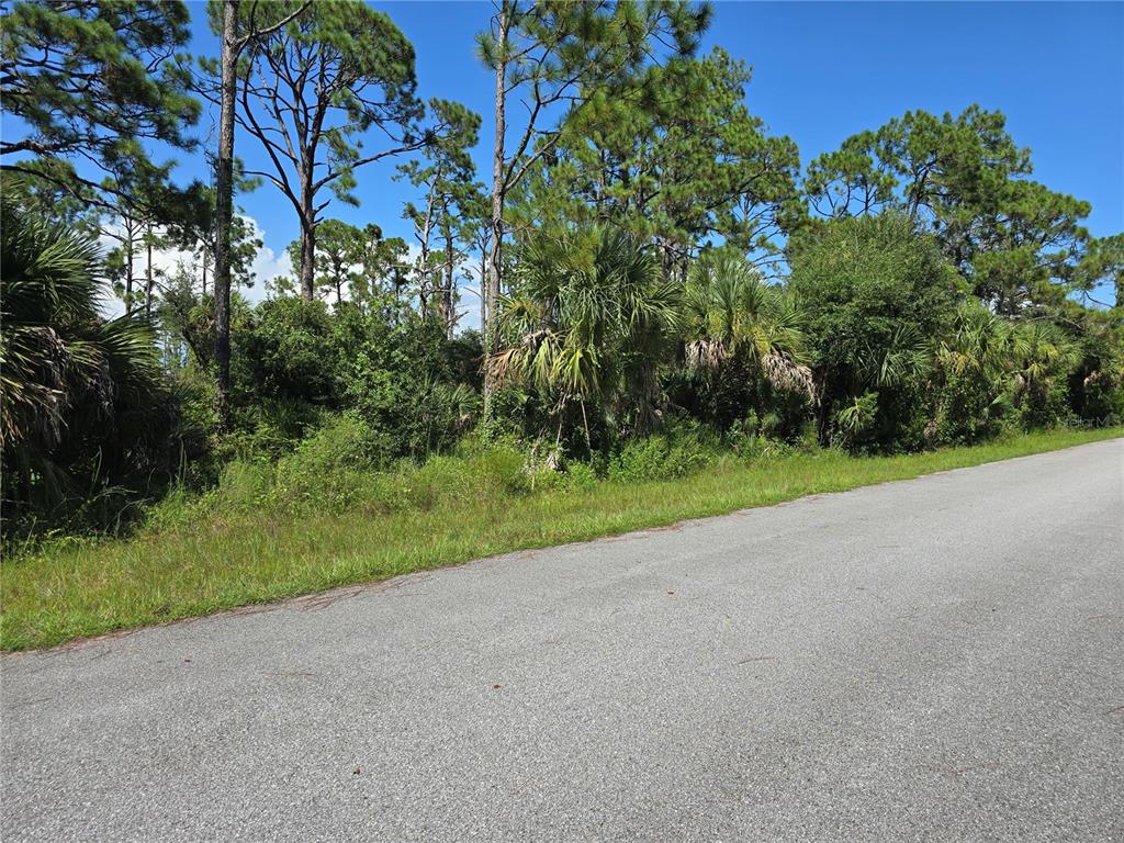 A paved road runs alongside a wooded lot with pine trees and dense vegetation — 14506 CAROUSEL LANE, PORT CHARLOTTE, FL