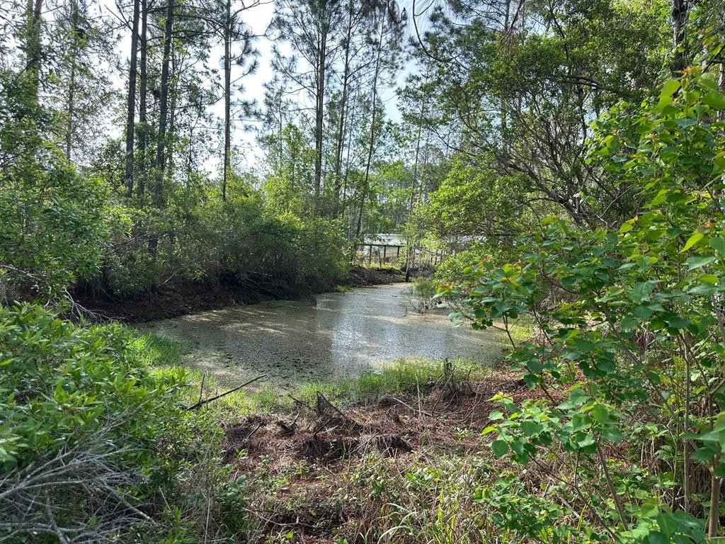 A small, murky pond sits in a wooded area with tall pine trees and vegetation — 1583 BEECH BOULEVARD, BUNNELL, FL