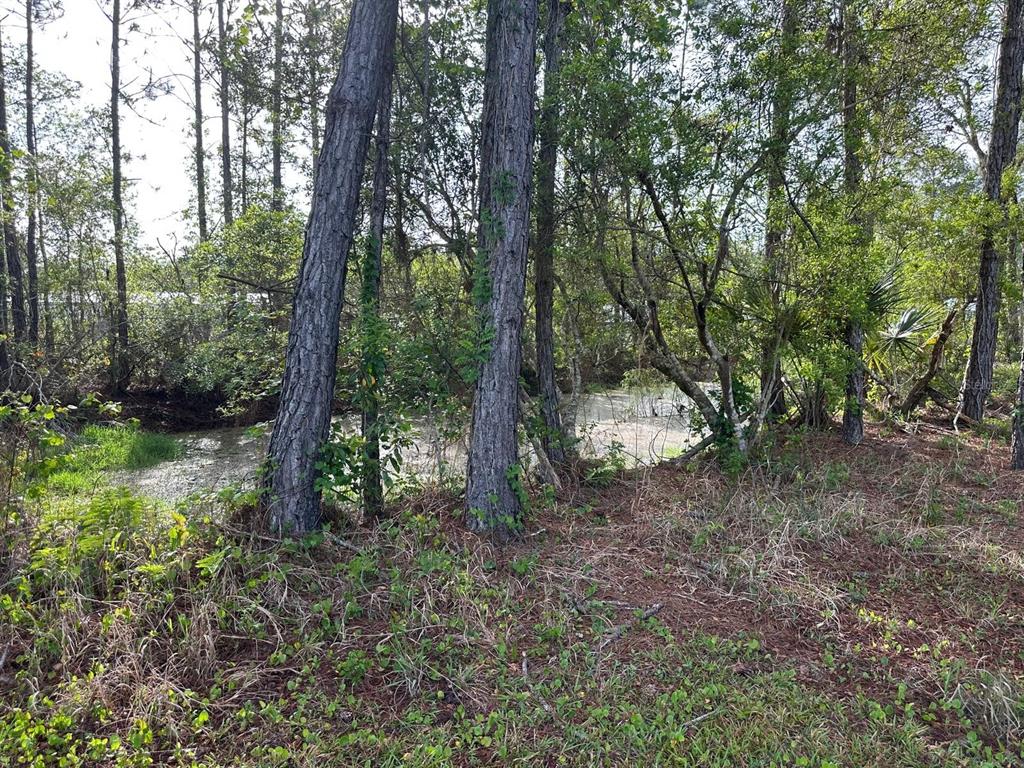 A wooded area with tall pine trees and a small, murky pond in the background — 1583 BEECH BOULEVARD, BUNNELL, FL