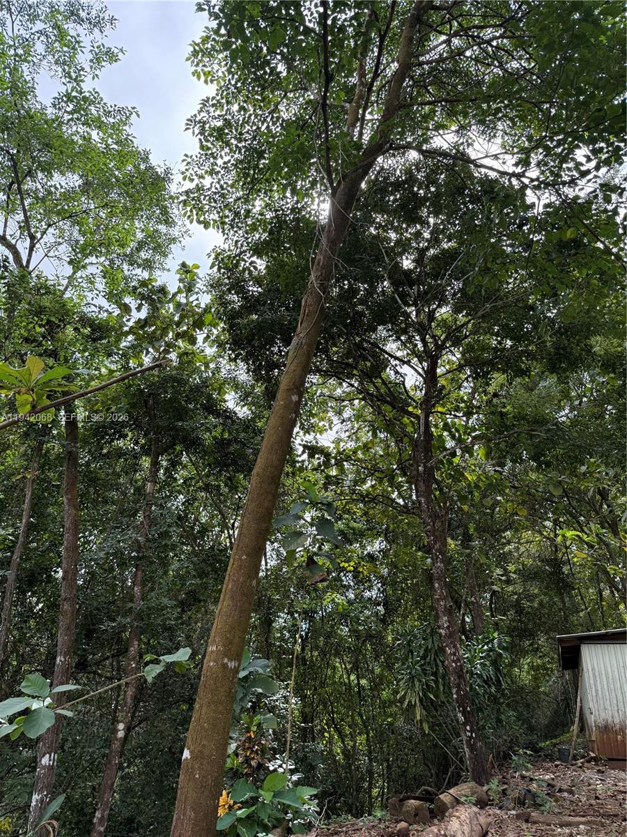 A tall, slender tree stands in a dense, wooded area next to a small structure — San Ramon, Esparza, no no, no
