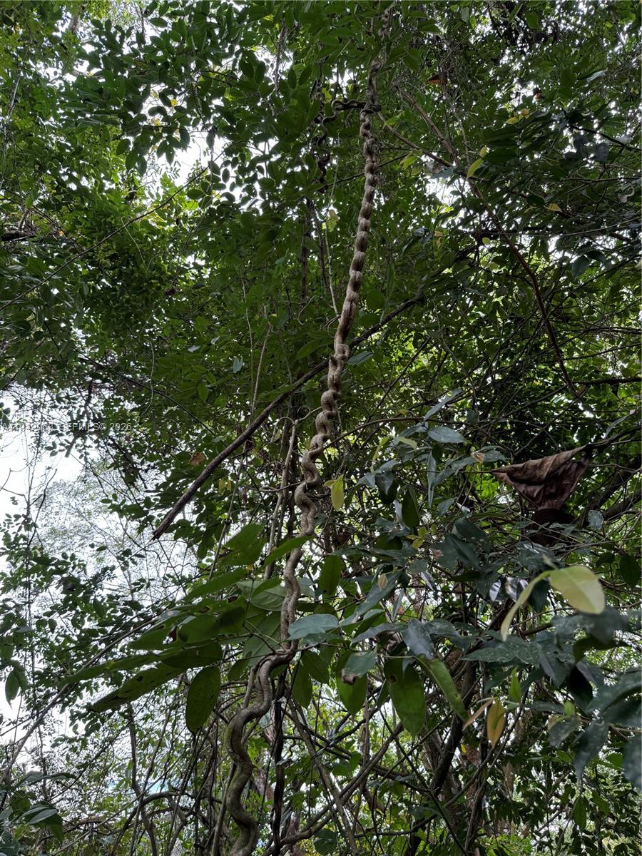 A thick, twisted vine hangs vertically from the canopy of a dense, leafy forest — San Ramon, Esparza, no no, no