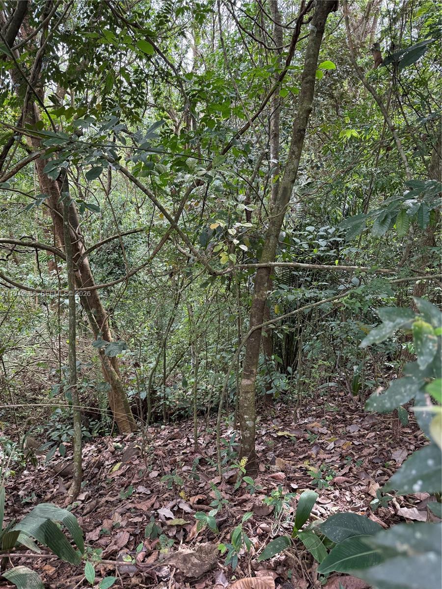 A view of a dense, wooded forest area with many trees and fallen leaves — San Ramon, Esparza, no no, no