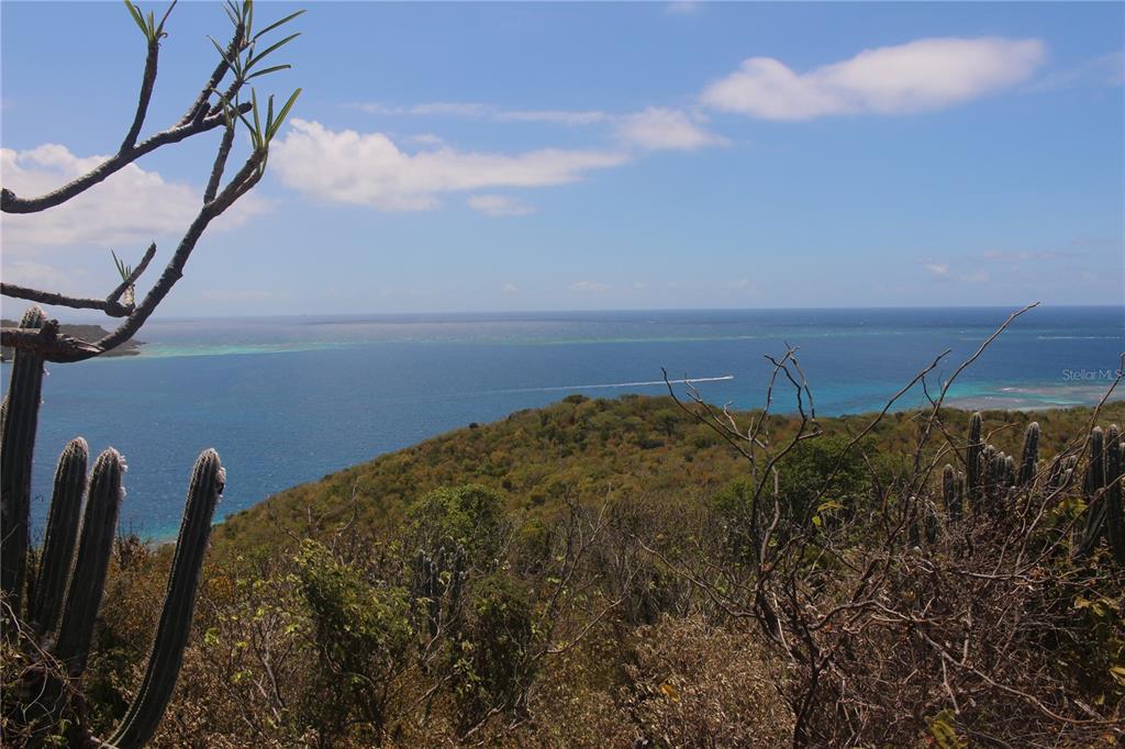 A view of the ocean and a coastal hillside with cacti in the foreground — 250 Zoni PLAYA LARGA, CULEBRA, PR
