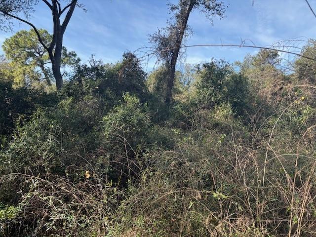 A dense, overgrown wooded area with tall trees and thick brush under a blue sky — 0 County Rd 54, FL 33849, FL