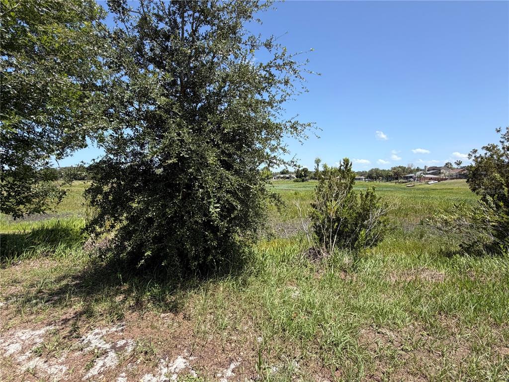 A grassy, open lot features a large tree in the foreground and distant houses — 5540 BAFFIN CIRCLE, SPRING HILL, FL