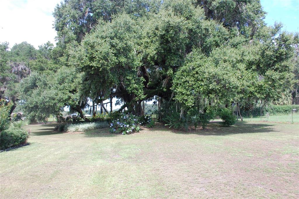 A large, mature oak tree with Spanish moss stands in a grassy, sunlit backyard — 18811 SE 243RD STREET, HAWTHORNE, FL