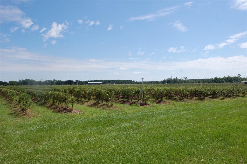 A wide view of a large, sunny blueberry field with rows of bushes and grass — 18811 SE 243RD STREET, HAWTHORNE, FL