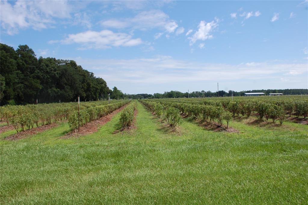 Rows of blueberry bushes grow in a large, open field under a blue sky — 18811 SE 243RD STREET, HAWTHORNE, FL