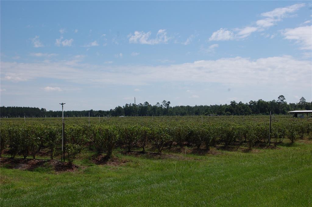 A large field of blueberry bushes with an irrigation system under a blue sky — 18811 SE 243RD STREET, HAWTHORNE, FL