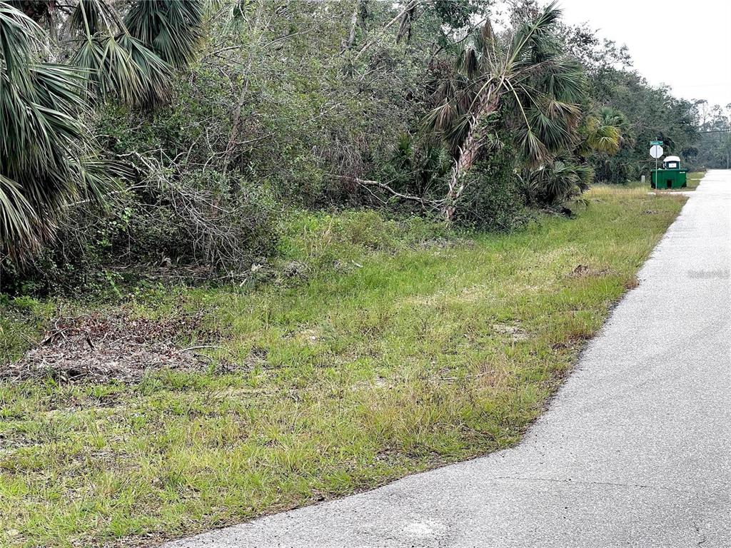 A paved road runs alongside a vacant, wooded lot with dense vegetation and palm trees — 17073 CARLEEN AVENUE, PORT CHARLOTTE, FL