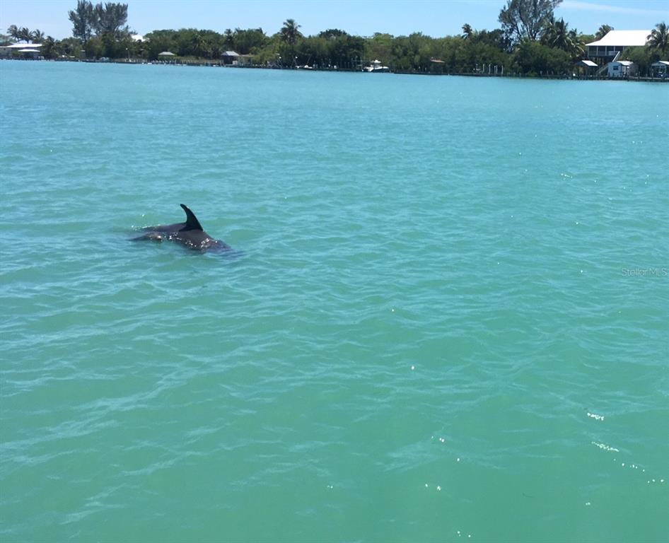 A dolphin swims in the turquoise water near a shoreline with trees and houses — 4075 GILLOT BOULEVARD, PORT CHARLOTTE, FL