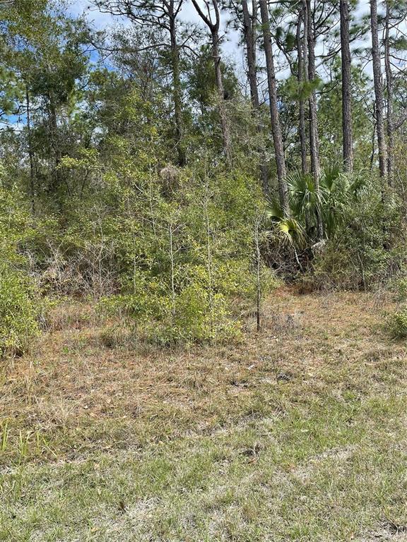 A wooded lot features tall pine trees, palmettos, and dense underbrush under a blue sky — 14142 RICEBIRD AVENUE, BROOKSVILLE, FL