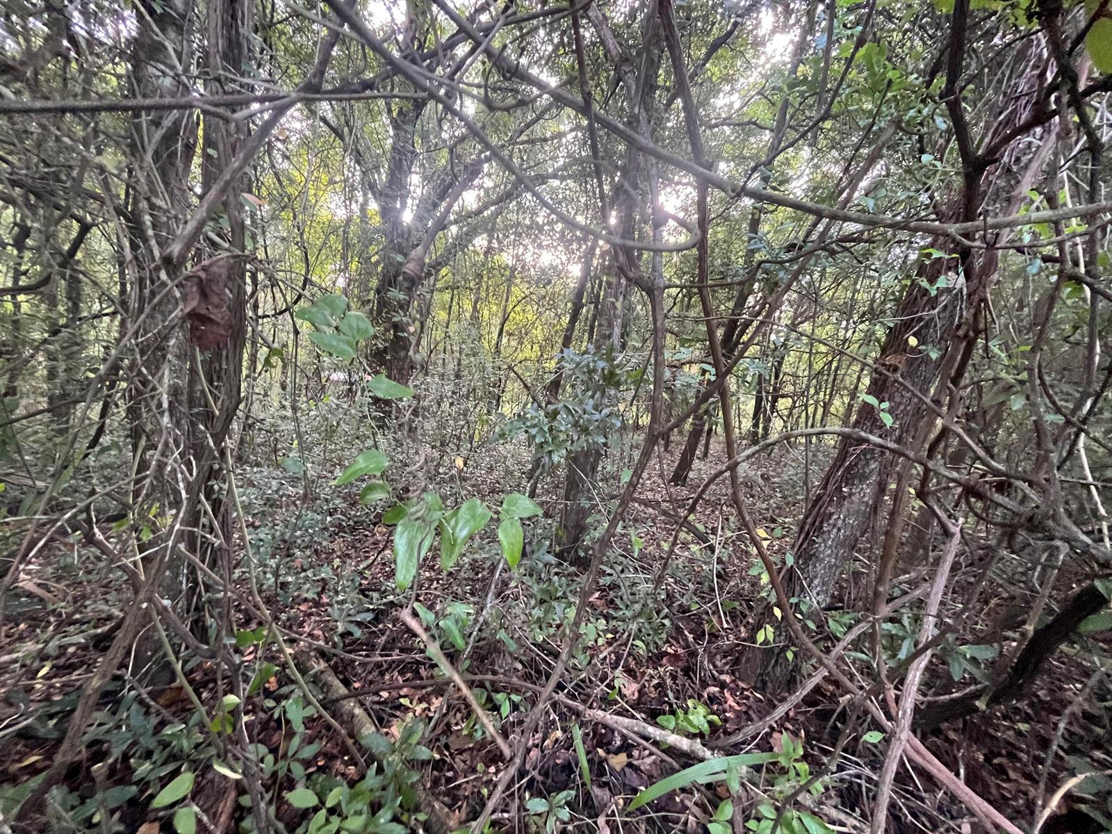 A dense, wooded area with many trees, tangled vines, and a leaf-covered forest floor — 915 Annette Avenue, FL 32148, FL