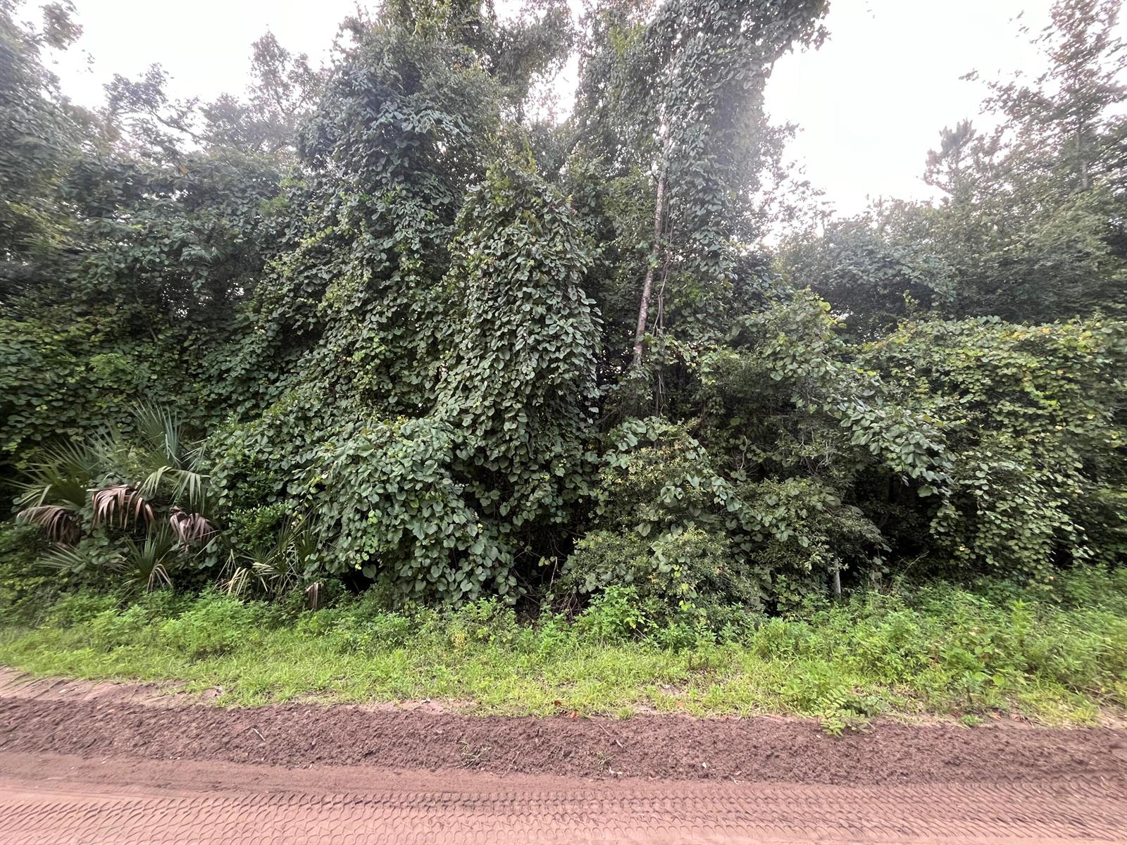 A dirt road runs in front of a dense forest covered in thick climbing vines — 915 Annette Avenue, FL 32148, FL