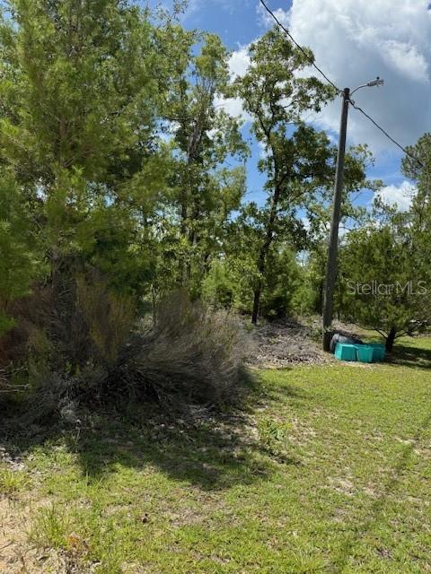 A utility pole stands in a grassy, wooded lot with scattered brush and debris — 115 S DAKOTA STREET, HAWTHORNE, FL