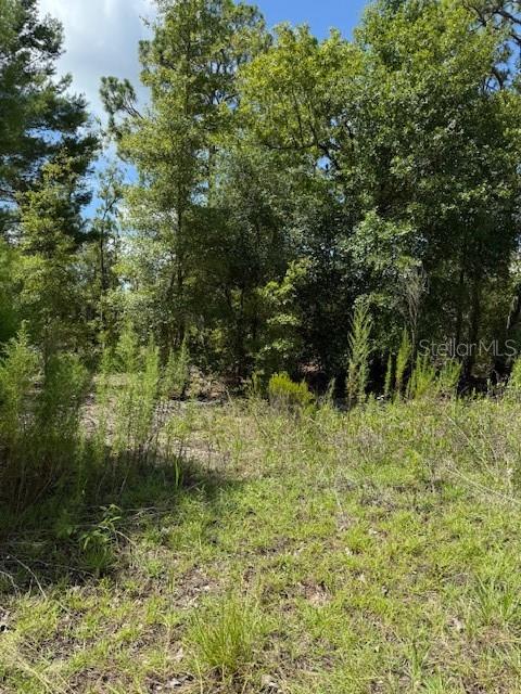 A view of a wooded, undeveloped lot covered in grass and various trees — 115 S DAKOTA STREET, HAWTHORNE, FL