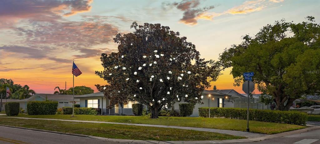 A single-story house with a large flowering tree in the front yard at sunset — 2087 DRUID ROAD E, CLEARWATER, FL