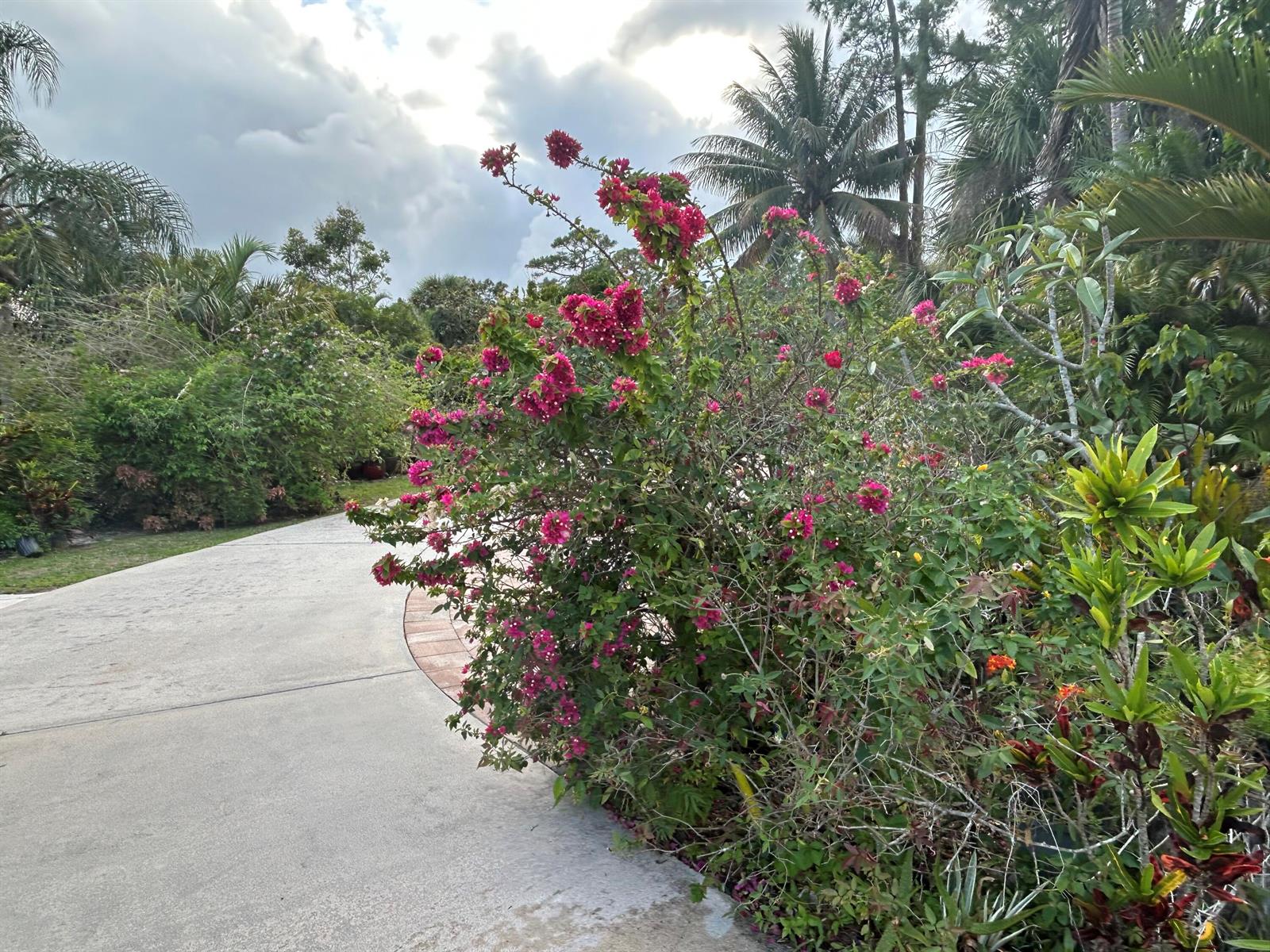 A vibrant bougainvillea bush with pink flowers grows beside a curved concrete driveway — 6220 Kelty Way, Lake Worth FL 33467, LAKE WORTH, FL
