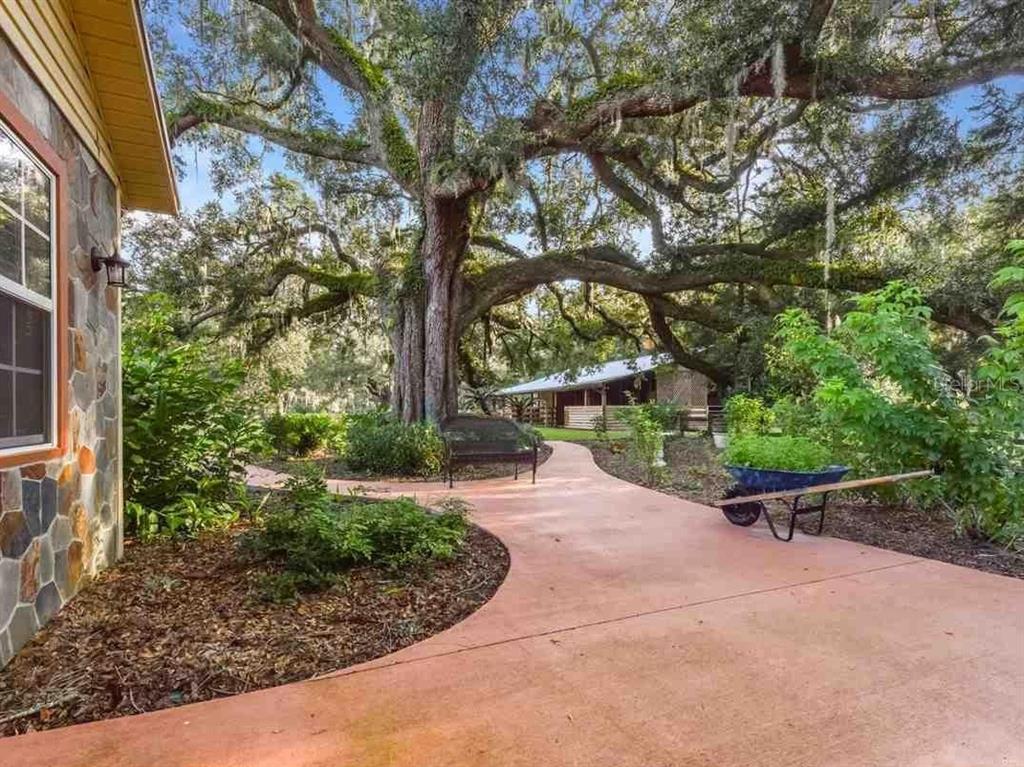 A concrete walkway leads past a large oak tree toward a building with a metal roof — 340 SE 30TH AVENUE, TRENTON, FL