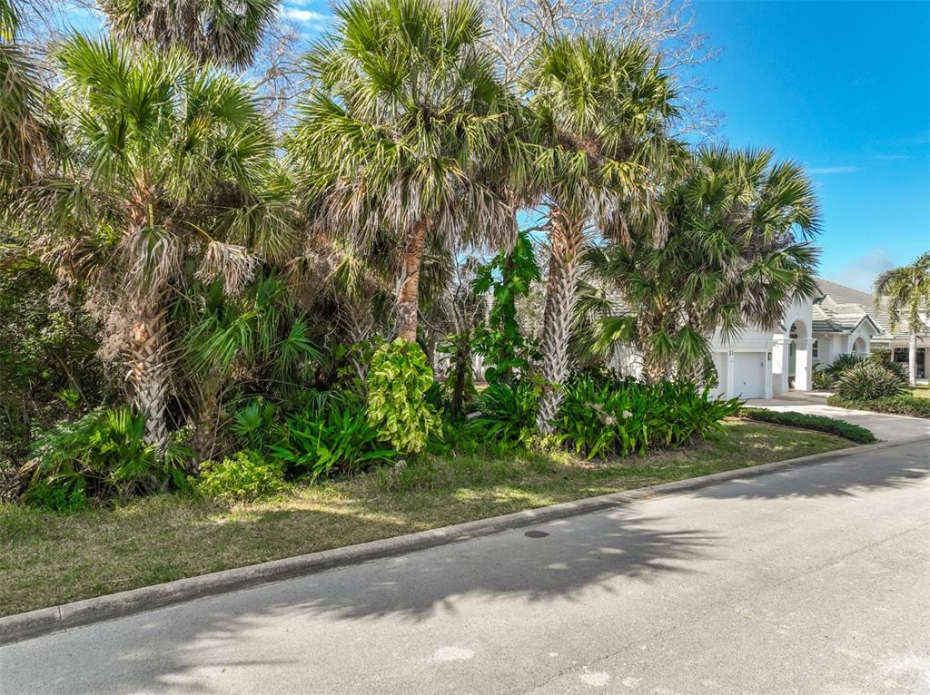 A paved street runs in front of a landscaped yard with palm trees and shrubs — 49 LONGVIEW WAY N, PALM COAST, FL
