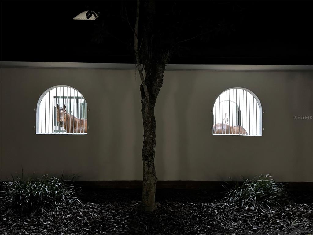 A tree stands before a wall with two arched, barred windows showing horses inside — 5540 SE 157TH STREET ROAD, SUMMERFIELD, FL