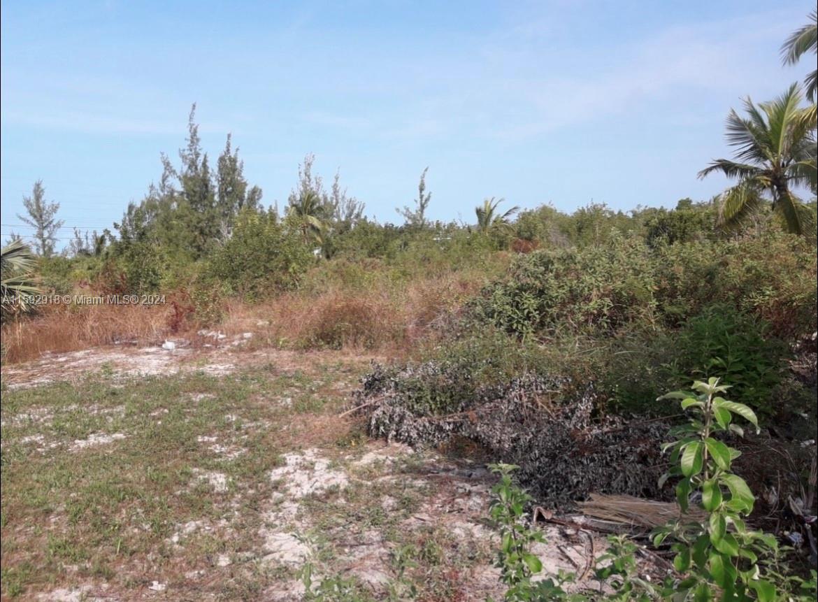 A vacant, overgrown lot features sandy ground, scattered brush, and several palm trees — DOCTORS CREEK JPOSIAH TANTAILS, LONG ISLAND BAHAMAS, NA, NA