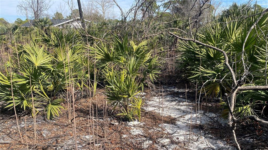 A view of a sandy, overgrown lot featuring numerous saw palmetto plants and bare branches — SR-415, NEW SMYRNA BEACH, FL