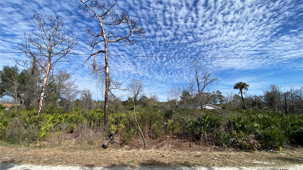 A vacant, overgrown lot features several tall, bare trees under a bright, cloudy blue sky — SR-415, NEW SMYRNA BEACH, FL