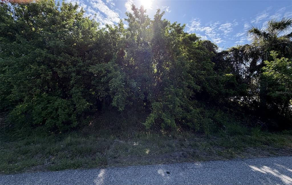 A dense thicket of trees and shrubs sits behind a paved road under bright sunlight — 1352 ABALOM STREET, PORT CHARLOTTE, FL