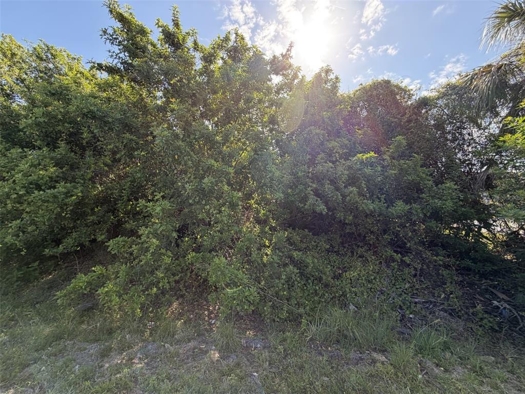 A dense thicket of green trees and shrubs grows along a grassy roadside — 1352 ABALOM STREET, PORT CHARLOTTE, FL