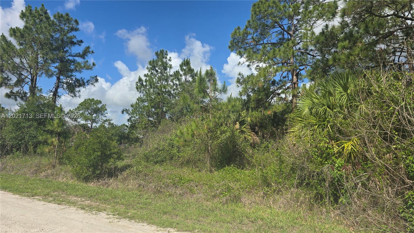 A dirt road borders a dense, wooded lot filled with pine trees and thick underbrush — 180 S Kennel ST, Clewiston FL 33440, CLEWISTON, FL