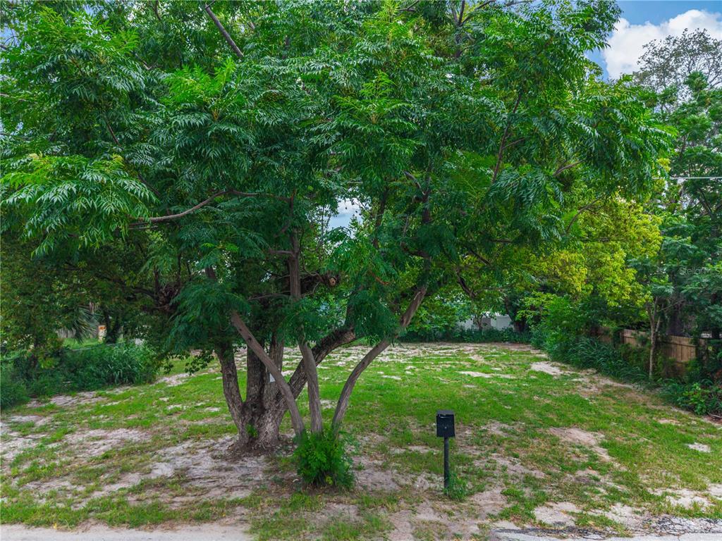 A large tree stands in the center of a grassy, vacant residential lot — 11613 RANCHO DRIVE, LEESBURG, FL