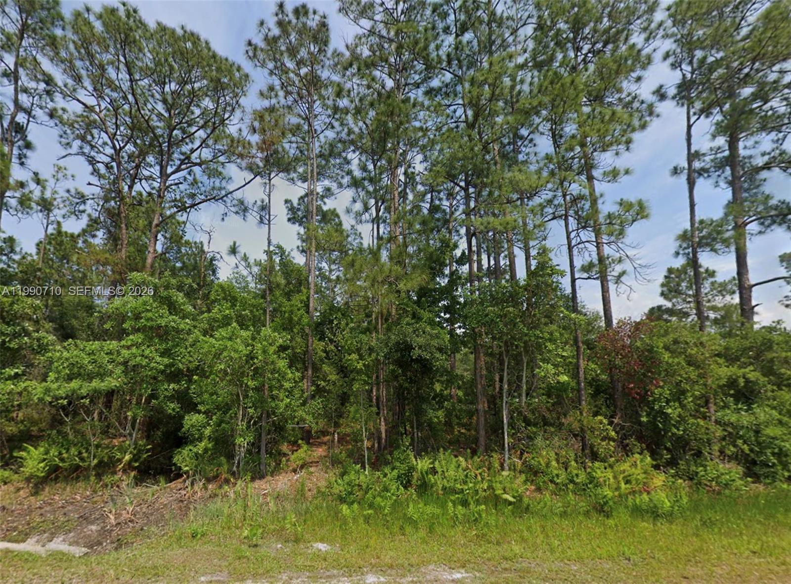 A wooded lot with tall pine trees and dense undergrowth under a blue sky — 4300 BALBOA, Sebring FL 33872, SEBRING, FL
