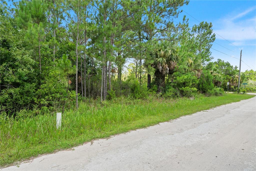 A dirt road runs alongside a wooded lot with tall pine trees and palmettos — RAMSEY ROAD UNIT 16, WEEKI WACHEE, FL