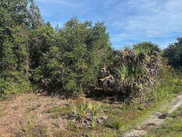 A dirt path runs alongside a wooded area with dense trees and several palmetto plants — 0 NW 304th Street, Okeechobee FL 34972, OKEECHOBEE, FL