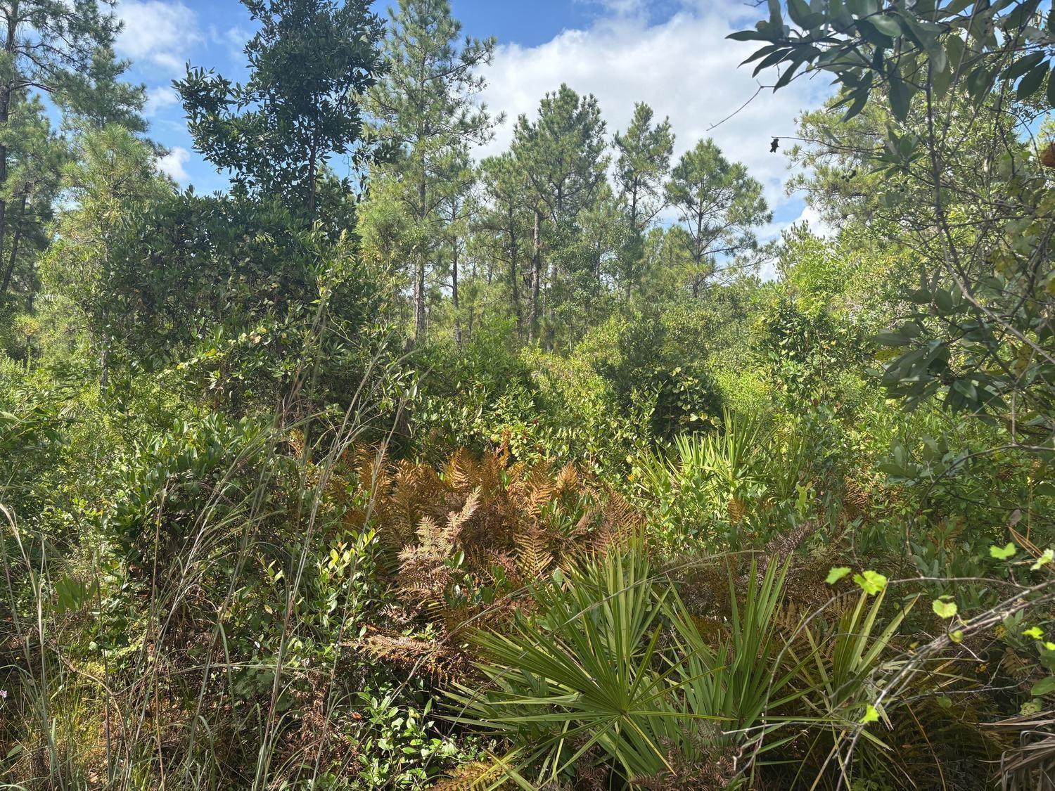 A dense, wooded lot featuring pine trees, palmettos, and ferns under a partly cloudy sky — 0 Hwy 630e, Frostproof FL 33843, FROSTPROOF, FL